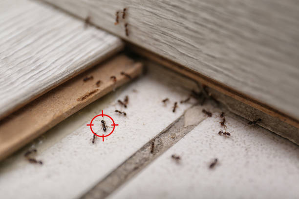 Best Exterminator Services  in Wakeeney, KS