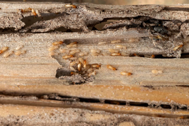 Best Pest Control for Homes  in Wakeeney, KS