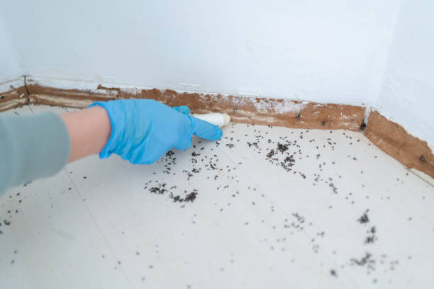 Best Insect Control  in Wakeeney, KS